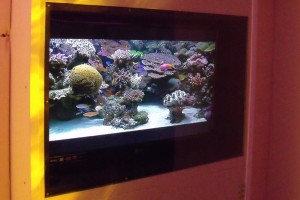 Calming Room Digital Fishtank - impact resistant