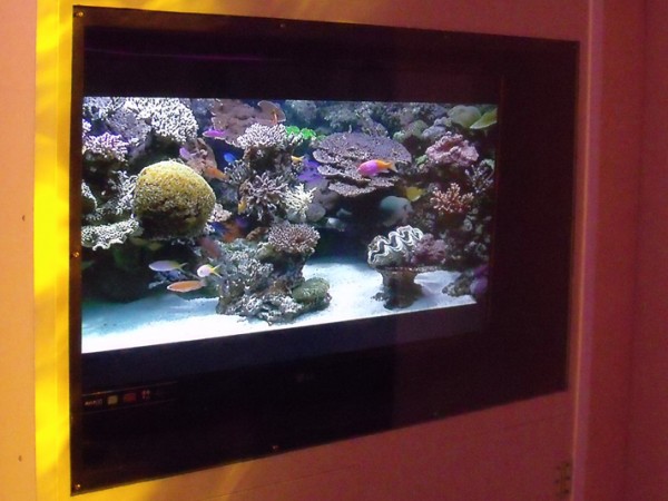 Calming Room Digital Fishtank - impact resistant