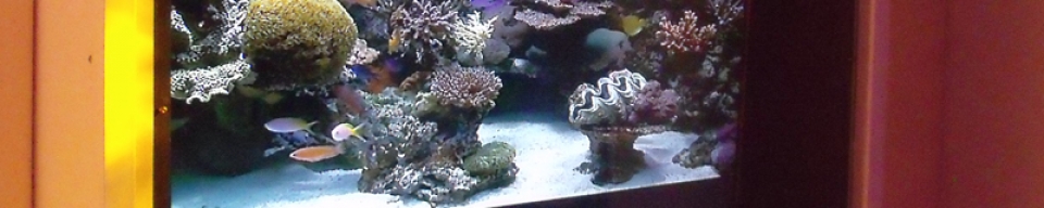 Digital Fish Tank – extra secure